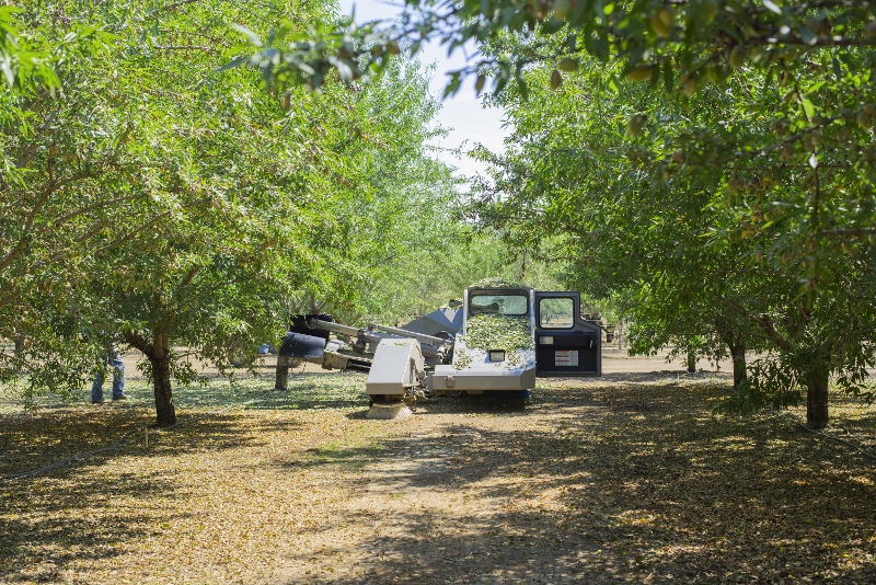 During harvest season, a tree-shaker machine shakes almonds and leaves from the trees at an almond farm in California.